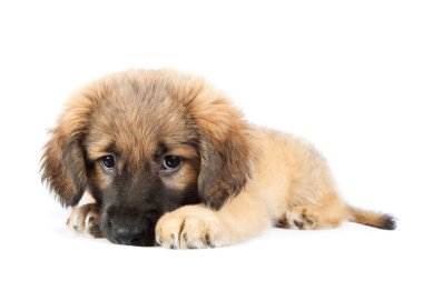 Beyaz arka planda izole edilmiş Golden retriever (çoban) köpeği.