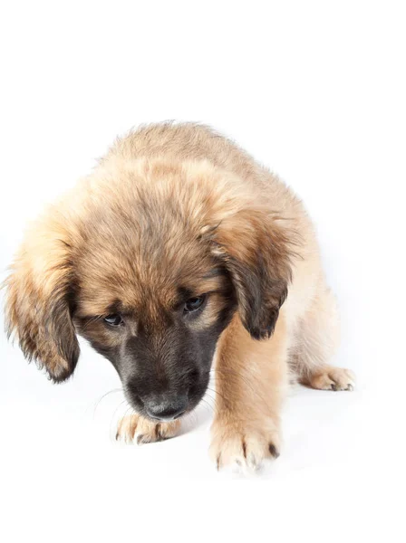 Doente Filhote Cachorro Ofendido Golden Retriever Pastor Isolado Fundo Branco — Fotografia de Stock