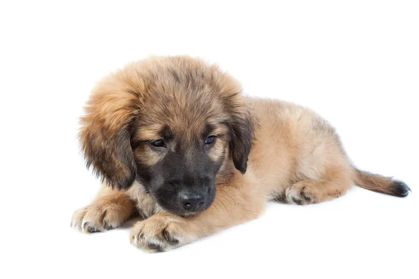 Puppy Van Een Golden Retriever Herder — Stockfoto