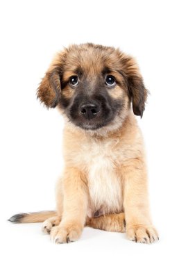 üzgün ve kırgın köpek yavrusu golden retriever (çoban) beyaz arka plan üzerinde izole. üzgün köpek