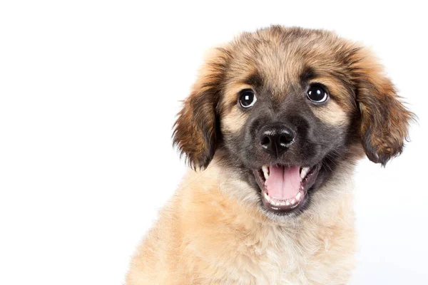 Puppy Van Glimlach Van Golden Retriever Herder Geïsoleerd Een Witte — Stockfoto