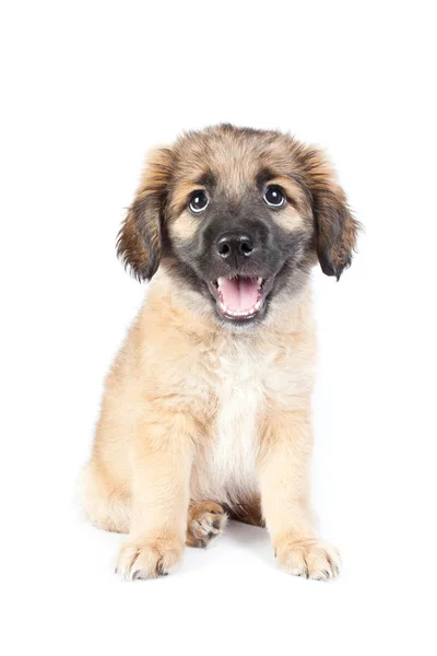 Szczeniak Pies Owczarek Białym Tle Zabawny Ładny Pies Uśmiecha Się — Zdjęcie stockowe