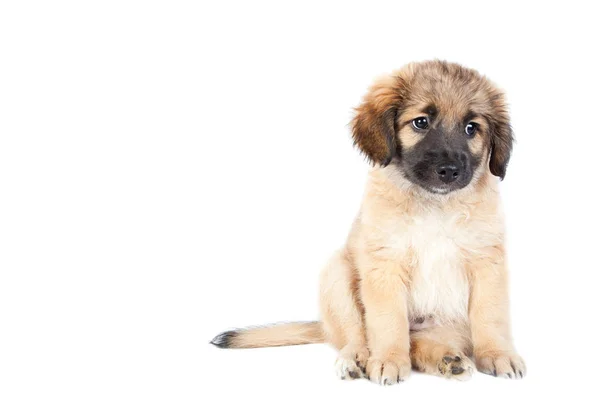 Puppy Van Golden Retriever Herder Geïsoleerd Een Witte Achtergrond Treurige — Stockfoto