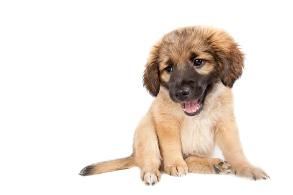 Cachorro Golden Retriever Pastor Isolado Fundo Branco Engraçado Bonito Cão — Fotografia de Stock