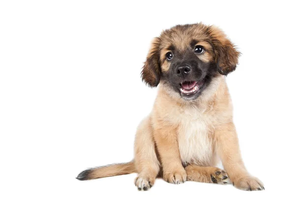 Cachorro Golden Retriever Pastor Isolado Fundo Branco Engraçado Bonito Cão — Fotografia de Stock