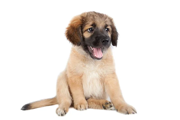 Cachorro Golden Retriever Pastor Isolado Fundo Branco Engraçado Bonito Cão — Fotografia de Stock