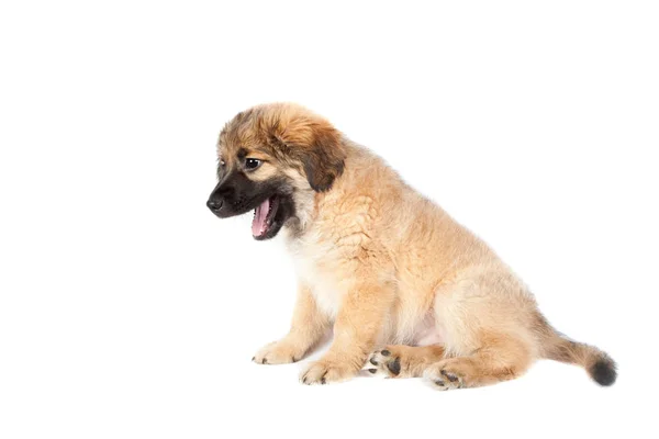 Puppy Van Golden Retriever Herder Geïsoleerd Een Witte Achtergrond Grappige — Stockfoto