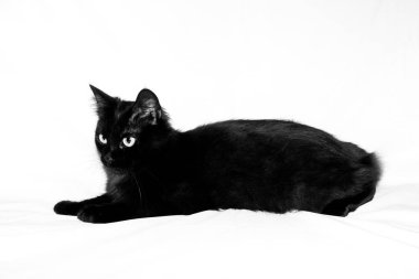 beyaz bir arka plan güzel siyah pofuduk kedi
