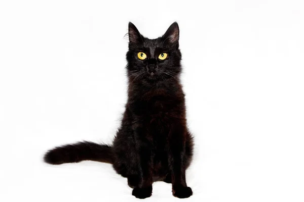 Beyaz Bir Arka Plan Güzel Siyah Pofuduk Kedi — Stok fotoğraf
