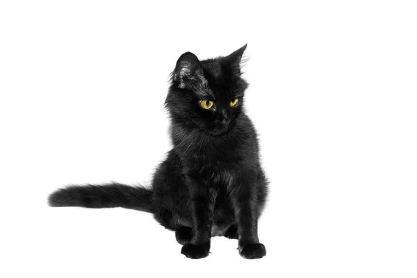 Krásné Černé Chlupatou Kočičku Bílém Pozadí — Stock fotografie