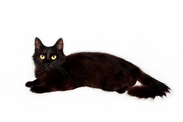 Beautiful Black Fluffy Cat White Background — Stock Photo, Image