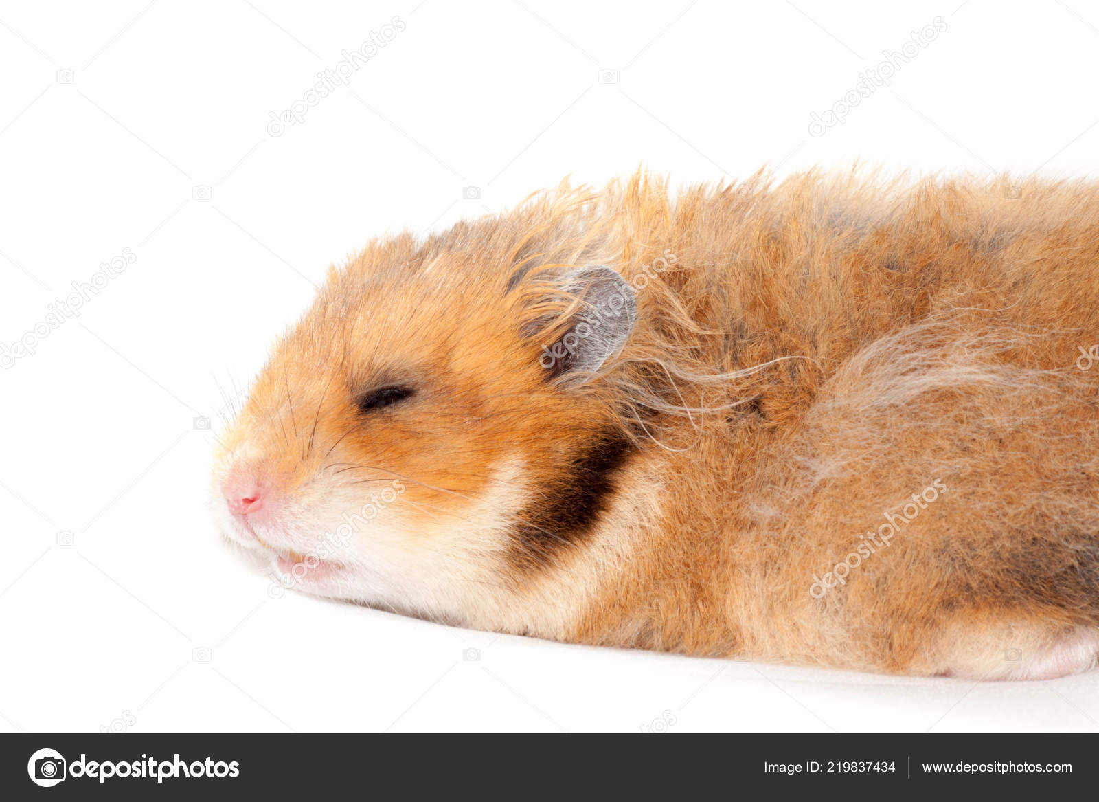 white fluffy hamster