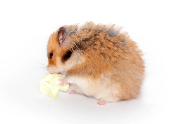 şirin komik Suriye tüylü hamster lahana yiyor. Beyaz arka plan üzerinde izole
