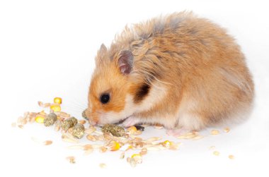 şirin Suriye kırmızı hamster tahıl yem yiyor ve kemirgen için tedavi. Beyaz arka plan üzerinde izole