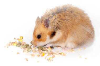 cute Syrian red hamster eats grain feed and treat for rodents. isolated on white background clipart