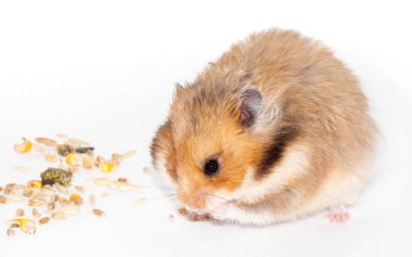 şirin Suriye kırmızı hamster tahıl yem yiyor ve kemirgen için tedavi. Beyaz arka plan üzerinde izole