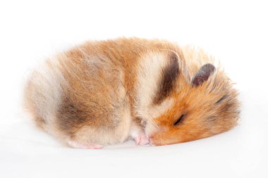 şirin komik Suriye kabarık hamster yatıyor ve uyur. Beyaz arka plan üzerinde izole