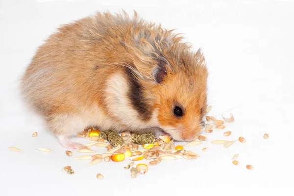 Şirin Suriye Kırmızı Hamster Tahıl Yem Yiyor Kemirgen Için Tedavi — Stok fotoğraf