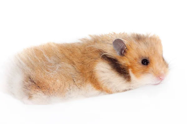 Lindo Divertido Sirio Hamster Esponjoso Miente Duerme Aislado Sobre Fondo —  Fotos de Stock