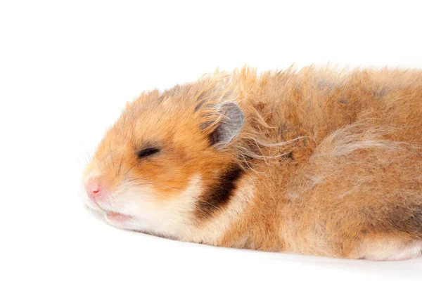 Söt Rolig Syriska Fluffiga Hamster Ligger Och Sover Isolerad Vit — Stockfoto