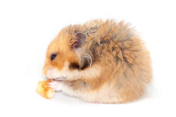 Engraçado Hamster Vermelho Sírio Come Pedaço Pão Isolado Fundo Branco — Fotografia de Stock
