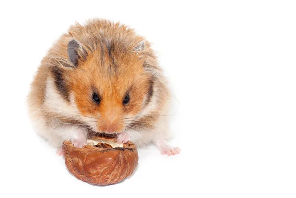 Ceviz Yemek Şirin Suriye Kırmızı Hamster Beyaz Arka Plan Üzerinde — Stok fotoğraf