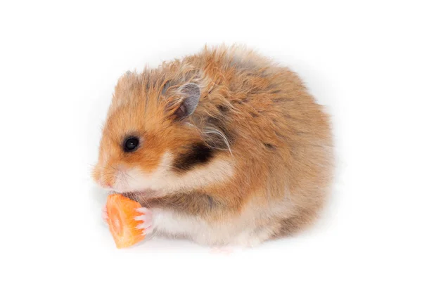 Funny Syrian Red Hamster Eating Piece Carrot Isolated White Background — Stock Photo, Image