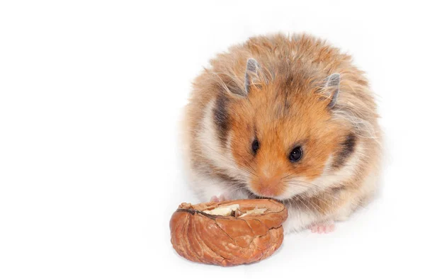 Mignon Hamster Rouge Syrien Mangeant Noix Isolé Sur Fond Blanc — Photo