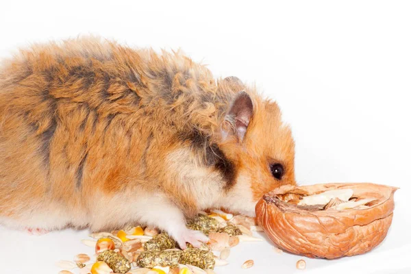 cute Syrian red hamster eating walnut. isolated on white background