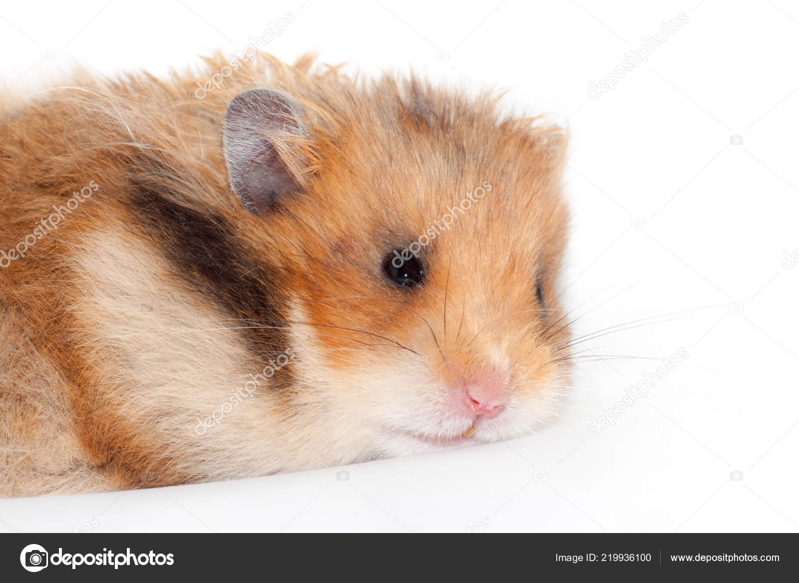 tan and white hamster