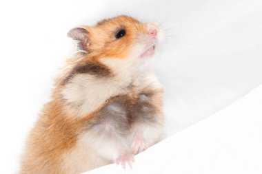 meraklı Suriye hamster arka ayakları dışarı beyaz bir duvarın arkasından bakmak oturur. Beyaz arka plan üzerinde izole