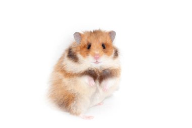 meraklı Suriye hamster arka ayakları üzerinde oturur. Beyaz arka plan üzerinde izole