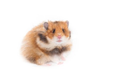 meraklı Suriye hamster arka ayakları üzerinde oturur. Beyaz arka plan üzerinde izole