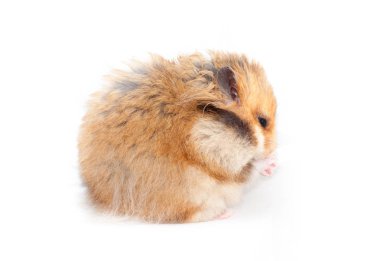 güzel Suriye hamster yan oturur ve burnunu yıkar. Beyaz arka plan üzerinde izole