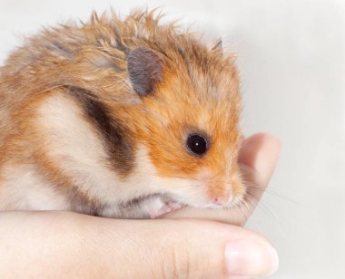 bir adamın elini üzerinde oturan ve gülümseyen komik Suriye hamster. Beyaz arka plan üzerinde izole