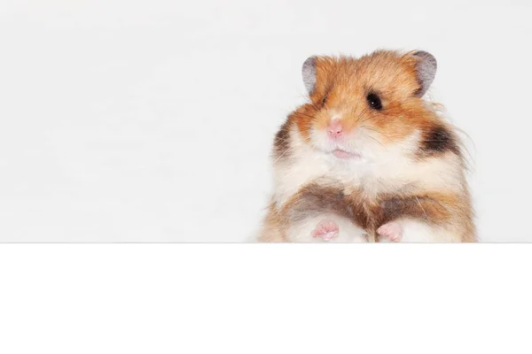 Nieuwsgierig Syrische Hamster Zit Zijn Achterpoten Gluren Uit Achter Een — Stockfoto