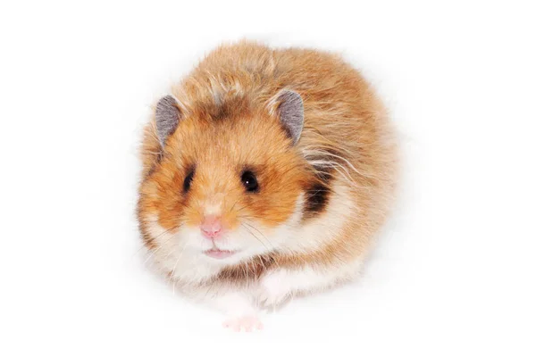 Adulto Belo Hamster Sírio Vai Frente Isolado Fundo Branco — Fotografia de Stock