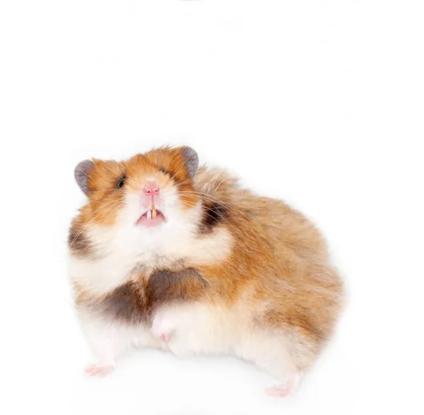 Assustado Hamster Sírio Desnudou Dentes Isolado Fundo Branco — Fotografia de Stock