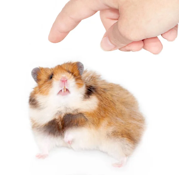 Skrämda Syrisk Hamster Vill Bita Mans Finger Isolerad Vit Bakgrund — Stockfoto