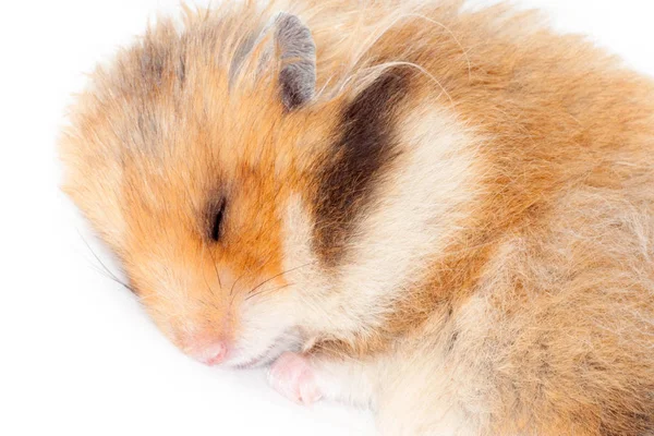 Söt Syrisk Hamster Vred Till Boll Och Sover Isolerad Vit — Stockfoto