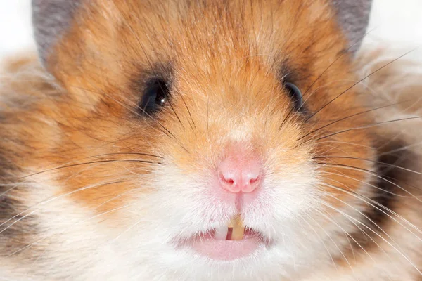 Beautiful Syrian Hamster Very Close Isolated White Background — Stock Photo, Image