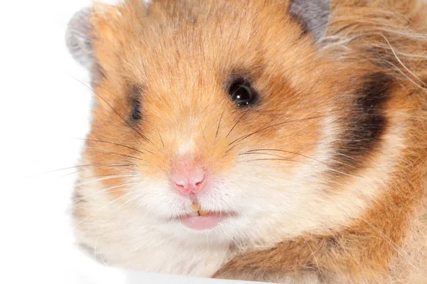 Vackra Syrisk Hamster Mycket Närbild Isolerad Vit Bakgrund — Stockfoto