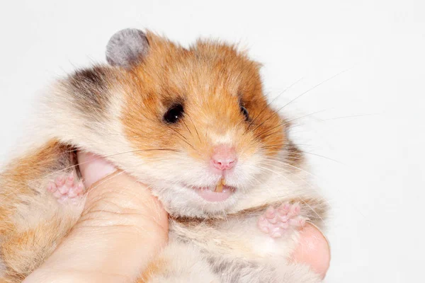 Hamster Sírio Engraçado Sentado Mão Homem Sorrindo Isolado Fundo Branco — Fotografia de Stock