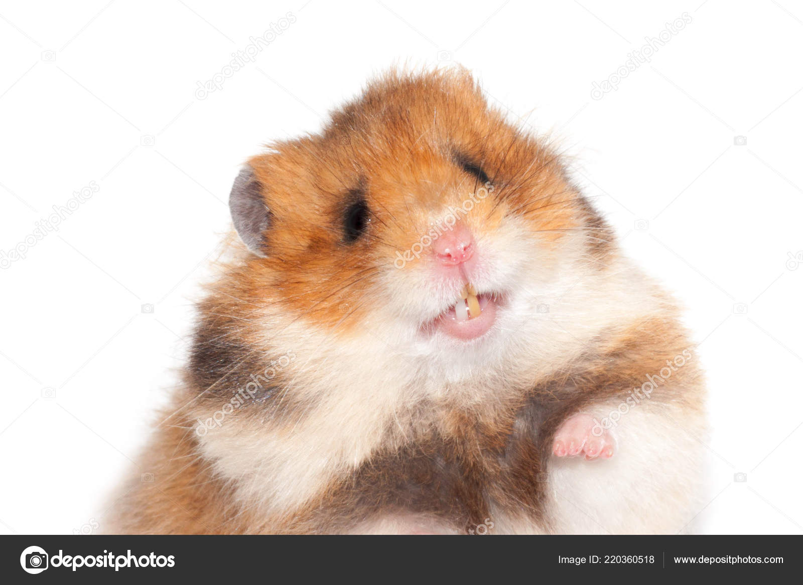 Cute Funny Syrian Hamster Isolated White Stock Photo by ©Natalia7 220360518 Cute Funny Syrian Hamster Isolated White Stock Photo by ©Natalia7 220360518