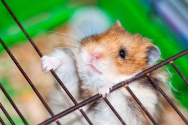 Suriye Hamster kafes kaçmaya çalışırken