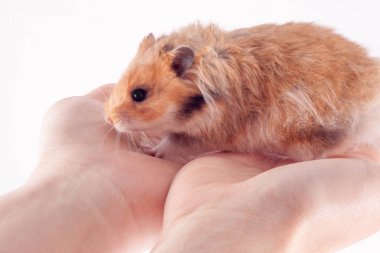 Beyaz zemin üzerinde bir adam elinde Suriye hamster