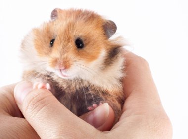 Beyaz zemin üzerinde bir adam elinde Suriye hamster