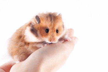 Beyaz zemin üzerinde bir adam elinde Suriye hamster