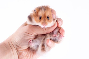 Beyaz zemin üzerinde bir adam elinde Suriye hamster