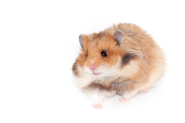 Şirin komik Suriye hamster üzerinde beyaz izole